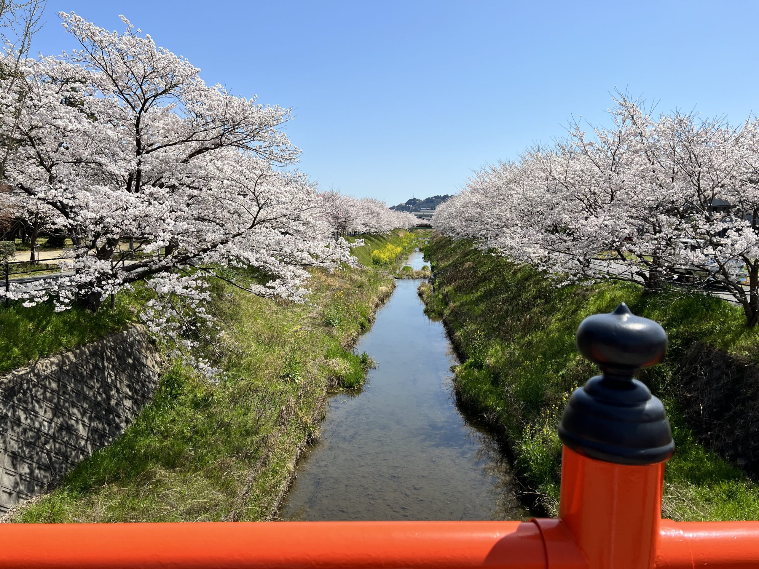 お花見🌸